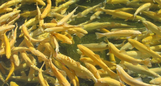 5 Traditional Hungarian Dishes What You Must Taste in Miskolc