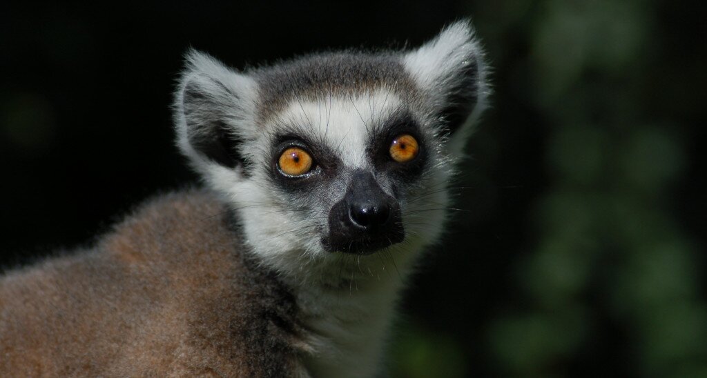 Miskolc Zoo