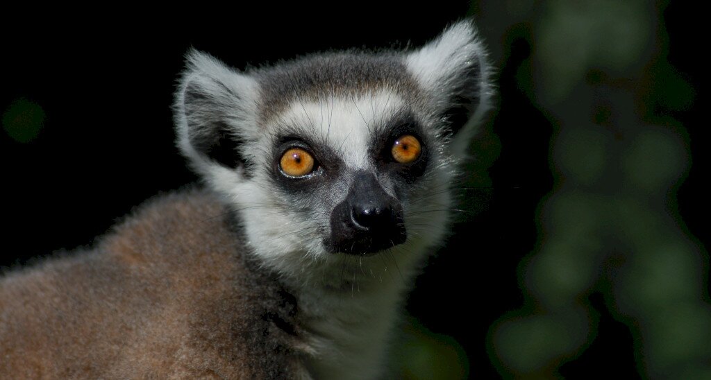 Miskolc Zoo
